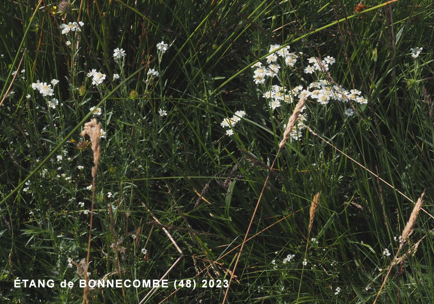 Sneezewort, Pyrenean plant